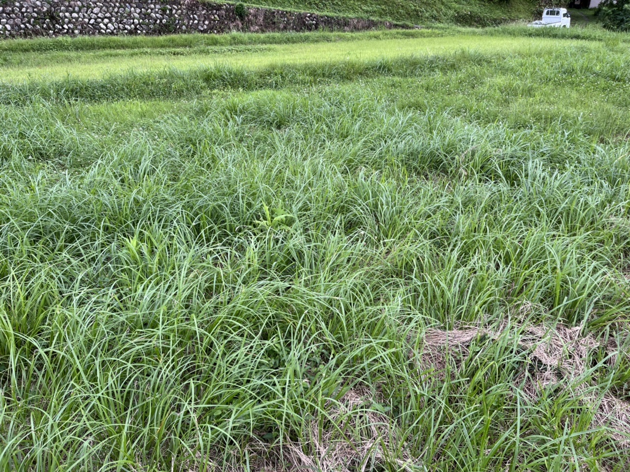 休耕田を復活させて、小さな田んぼを始めよう - 「田舎体験 」ぎふの田舎へいこう!推進協議会
